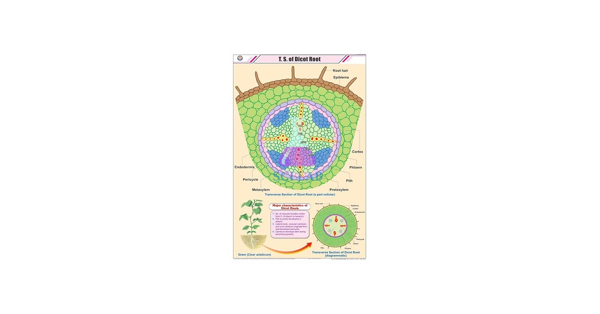 Dicot Root T.S. Educational Chart